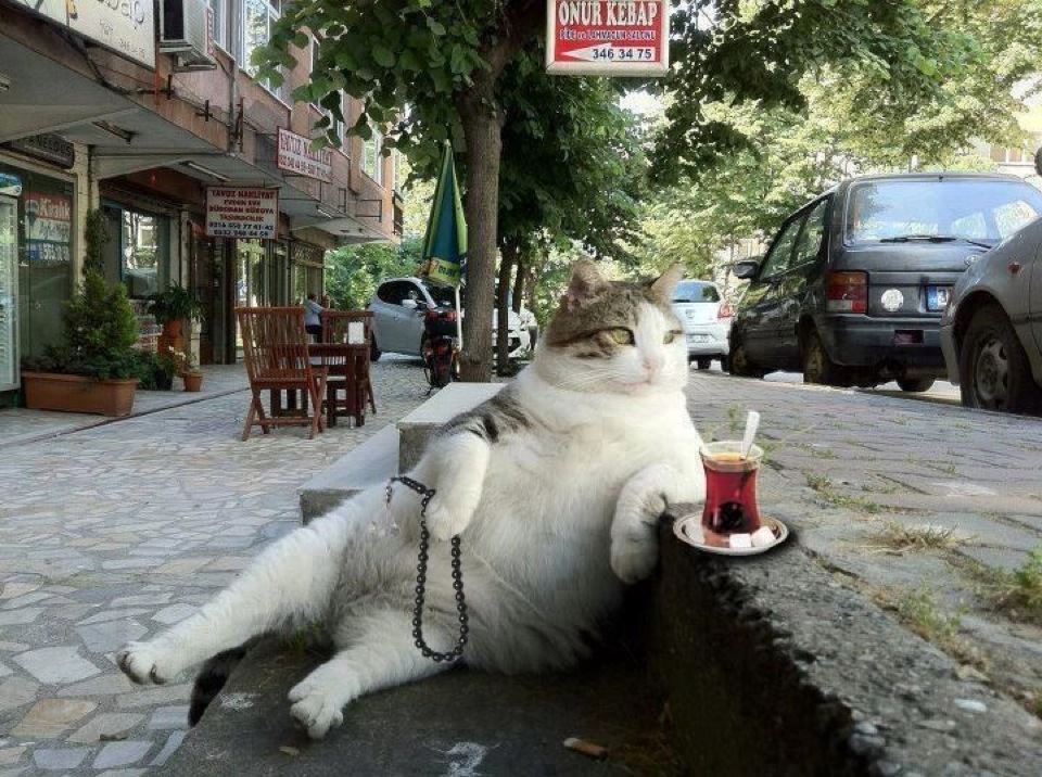 1000-d01ca9d38b91b87cef608c90f9ba315d.jpeg 1000-d01ca9d38b91b87cef608c90f9ba315d.jpeg