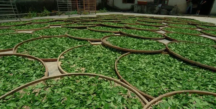 Подвяливание чайного листа на бамбуковых подносах