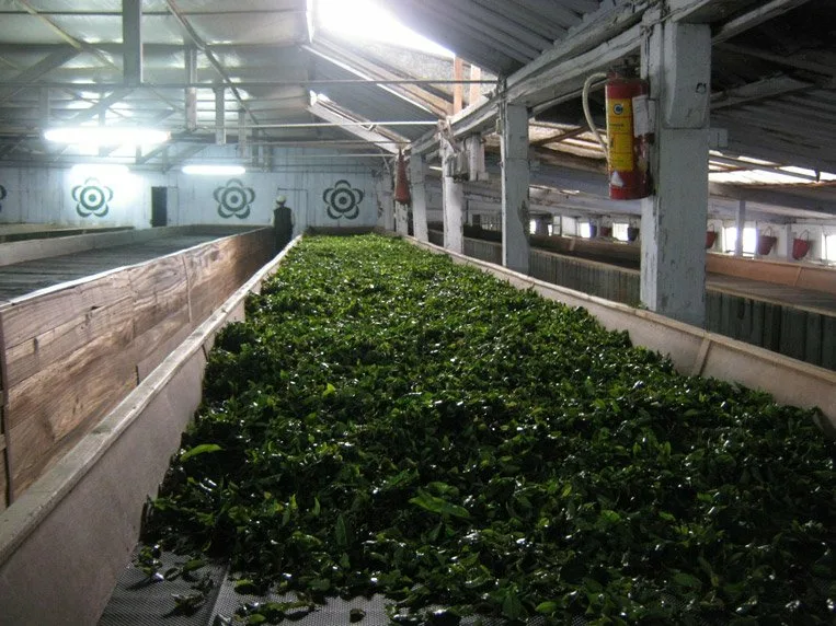 Производство габа-чая (GB10)