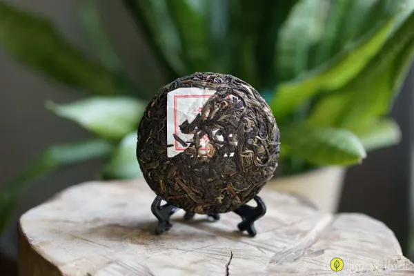 Шэн пуэр с молодых деревьев 2019 года